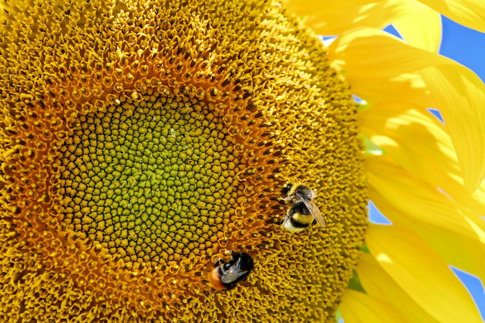 Fujifilm X-T10 + Fujifilm XF 35mm F1.4 R sample photo. Sunflower, cores, sunflower seeds photography