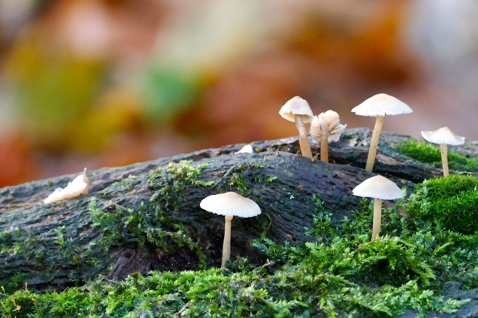 Panasonic Lumix DMC-FZ1000 sample photo. Mushrooms, moss, log photography