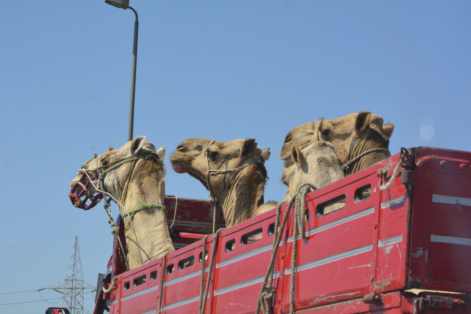 Nikon D7100 sample photo. Camels, egypt, cairo photography