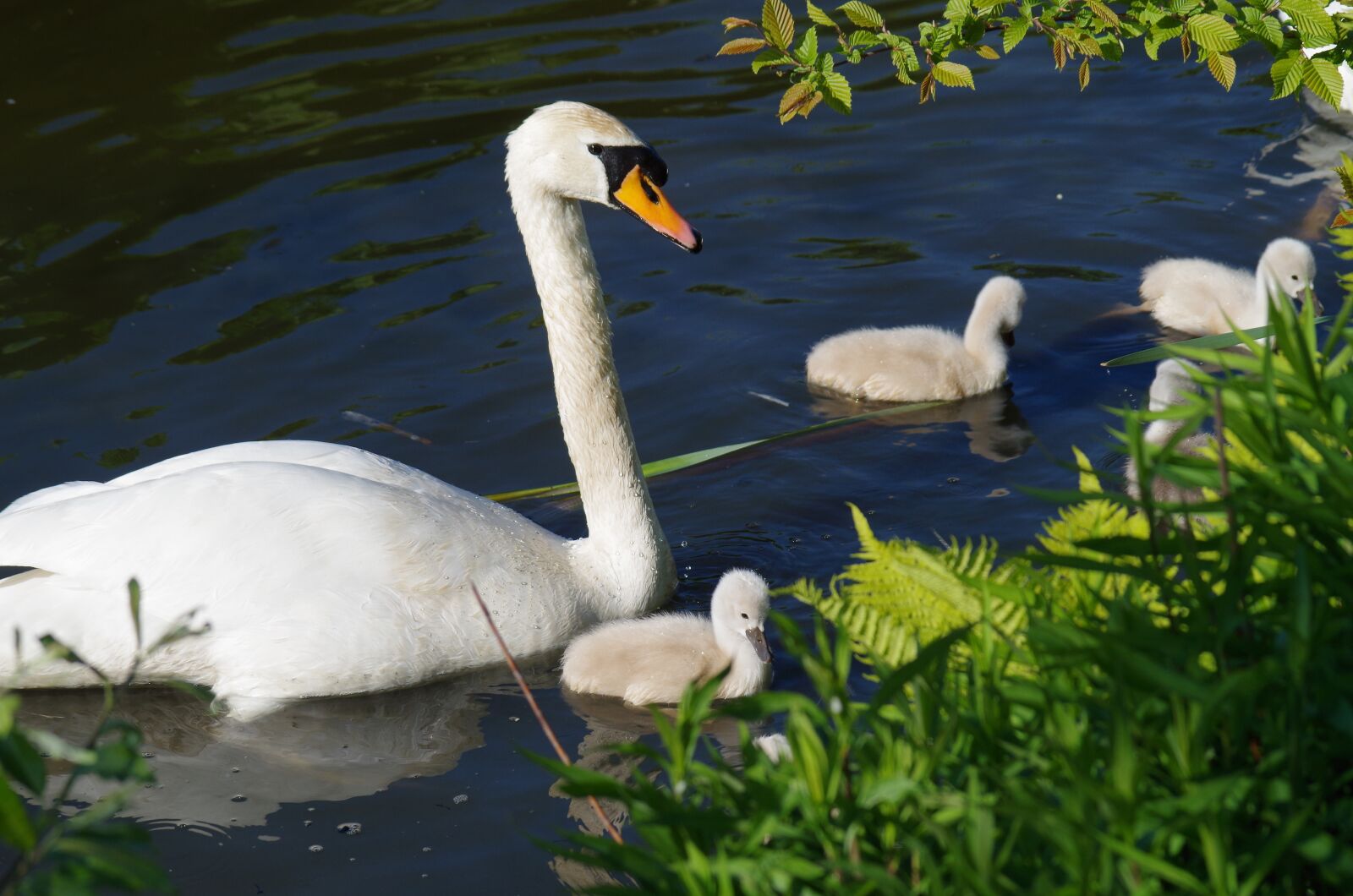 Pentax K-50 sample photo. Swan, chick, water photography