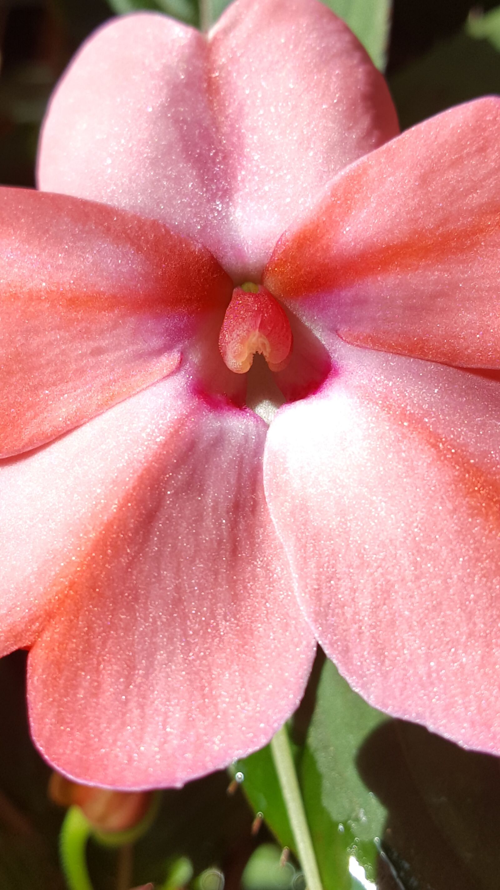 Samsung GALAXY S6 edge sample photo. Petals, plant, nature photography