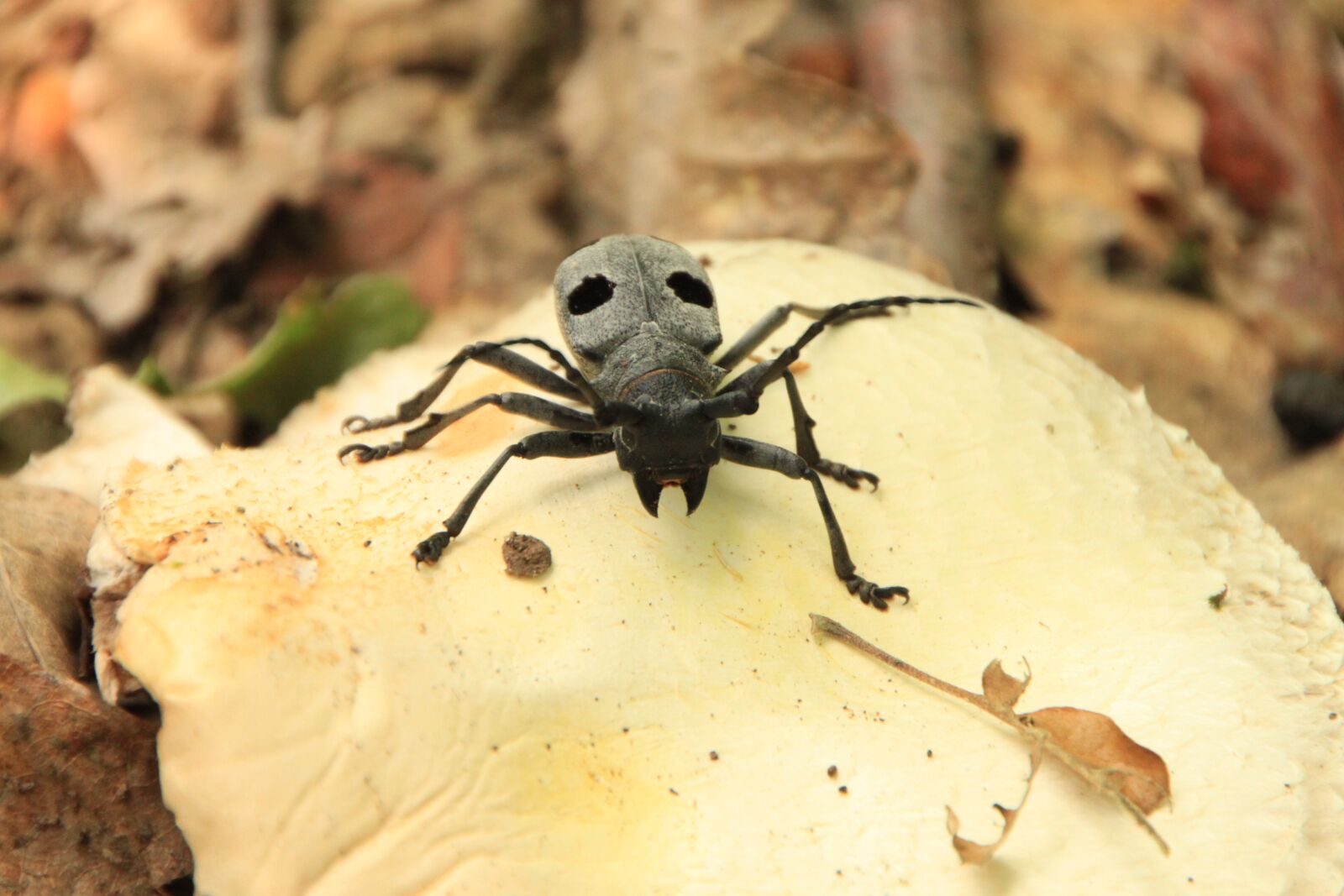 Canon EOS 500D (EOS Rebel T1i / EOS Kiss X3) sample photo. Beetle, black, bug photography