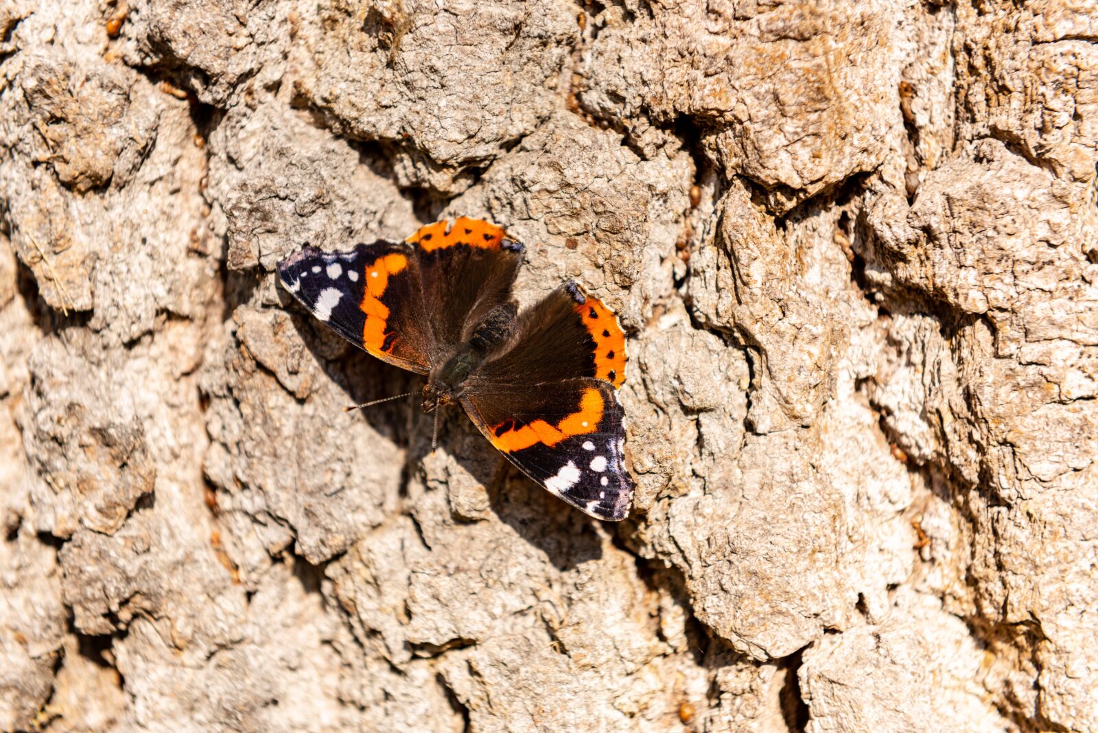 Nikon D810 sample photo. Butterfly, autumn, nature photography