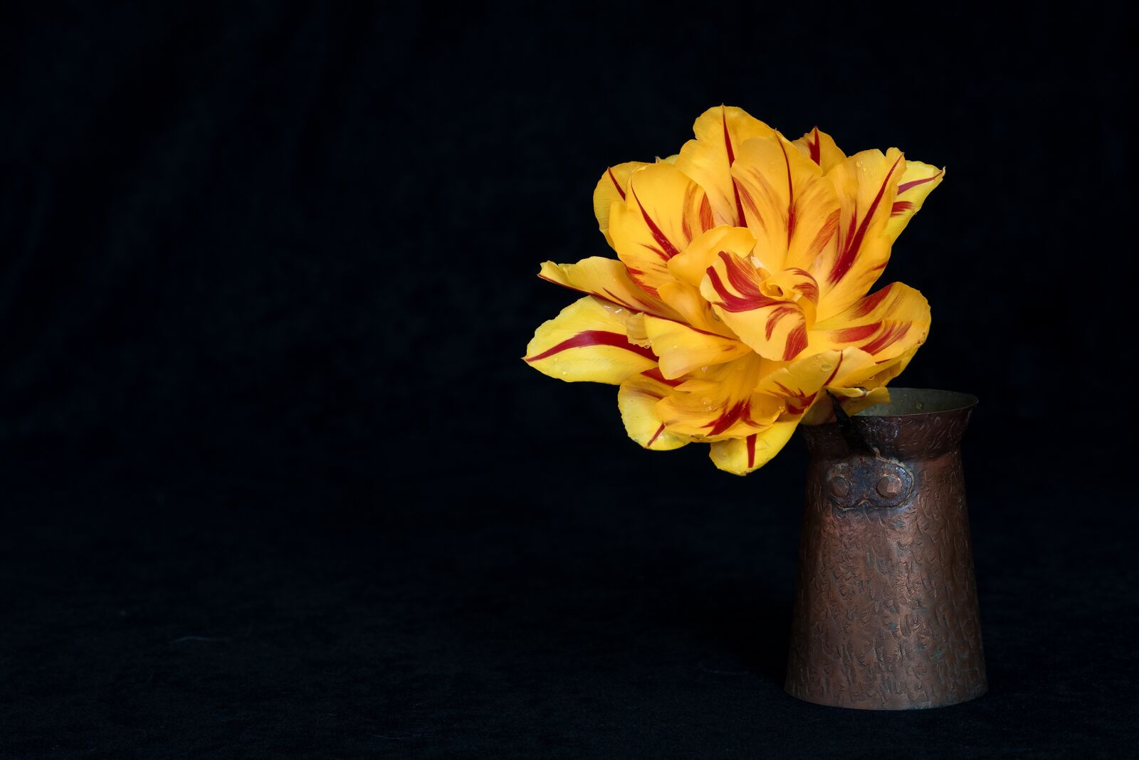 Nikon D750 sample photo. Tulip, flower, yellow photography