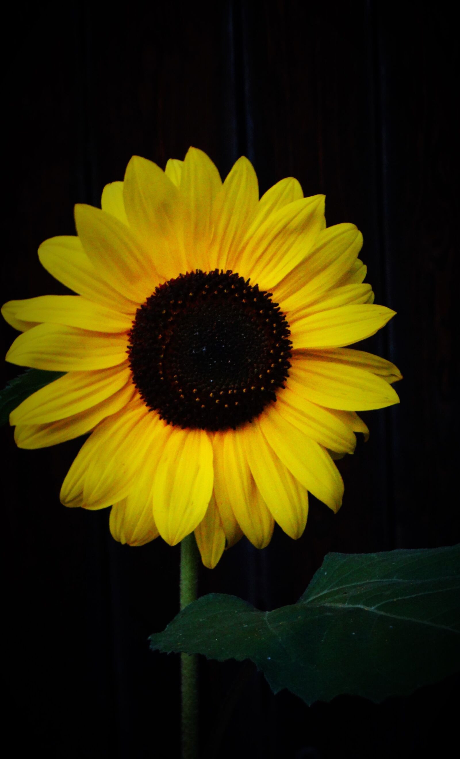Sony Cyber-shot DSC-HX300 sample photo. Sunflower, yellow flower, flower photography