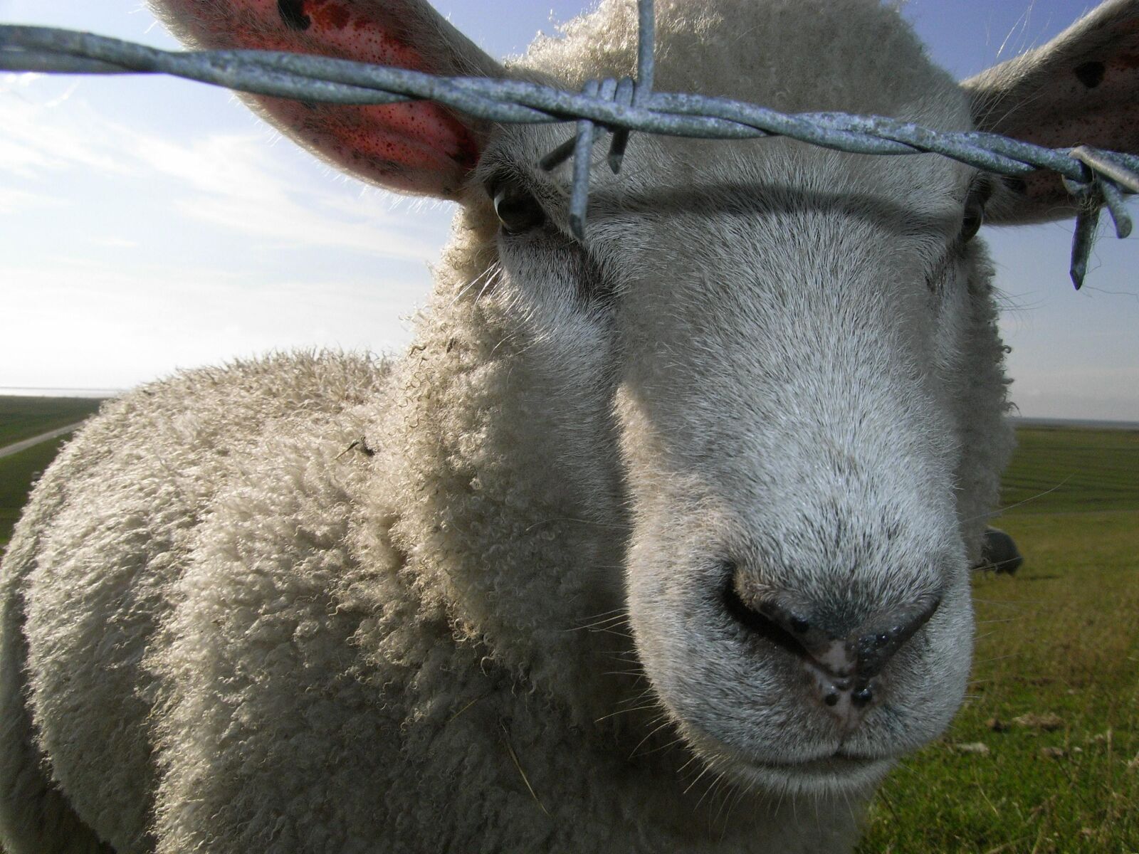 Ricoh Caplio R6 sample photo. Sheep, barbed wire, portrait photography