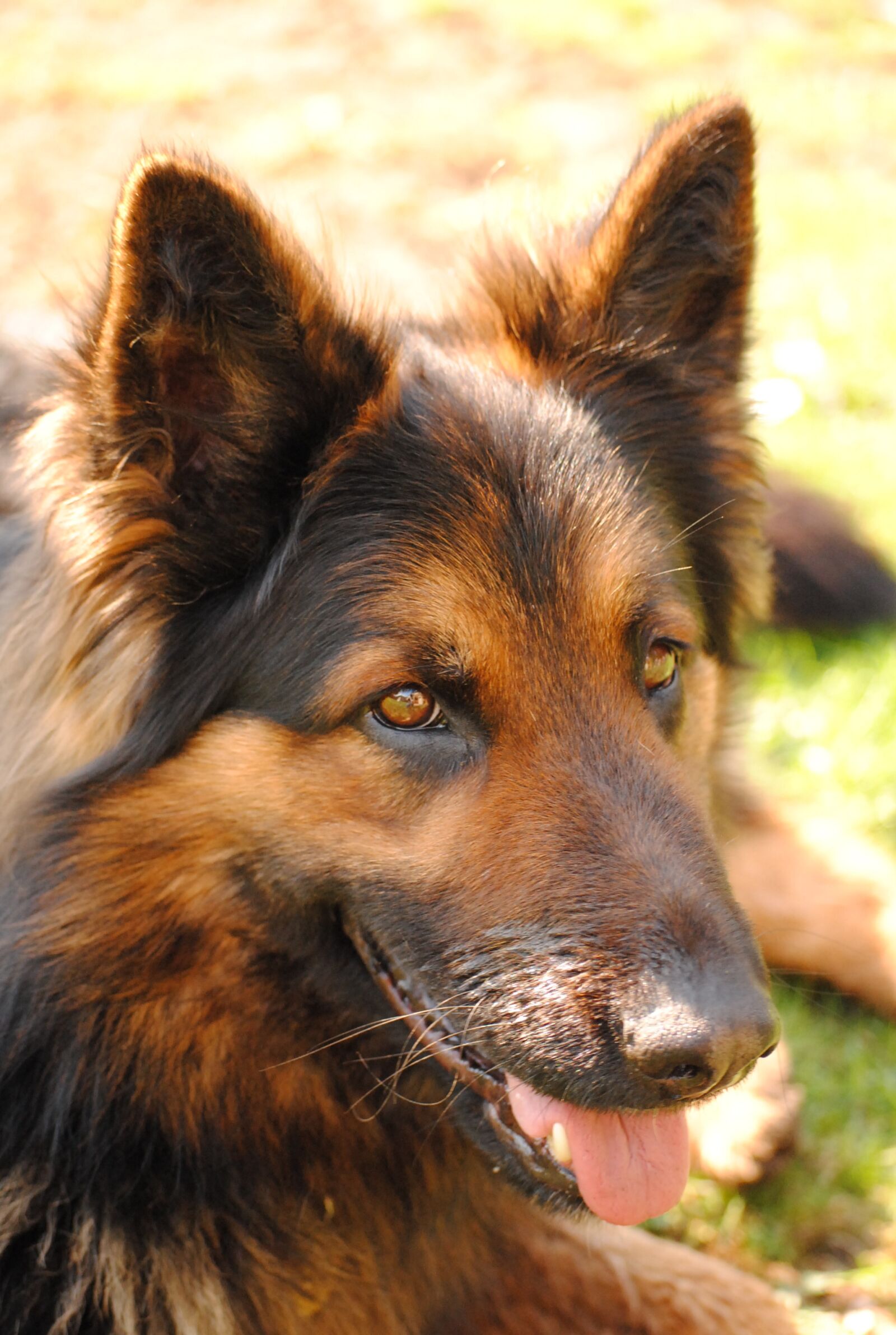 Nikon D3000 sample photo. Dog, big dog, chodsky photography