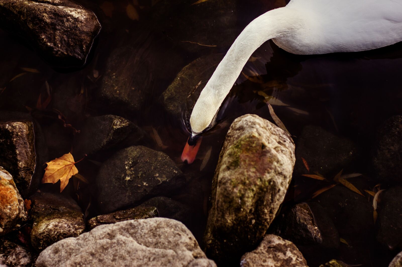 Sony SLT-A55 (SLT-A55V) + Minolta AF 50mm F1.4 [New] sample photo. Swan, water bird, white photography