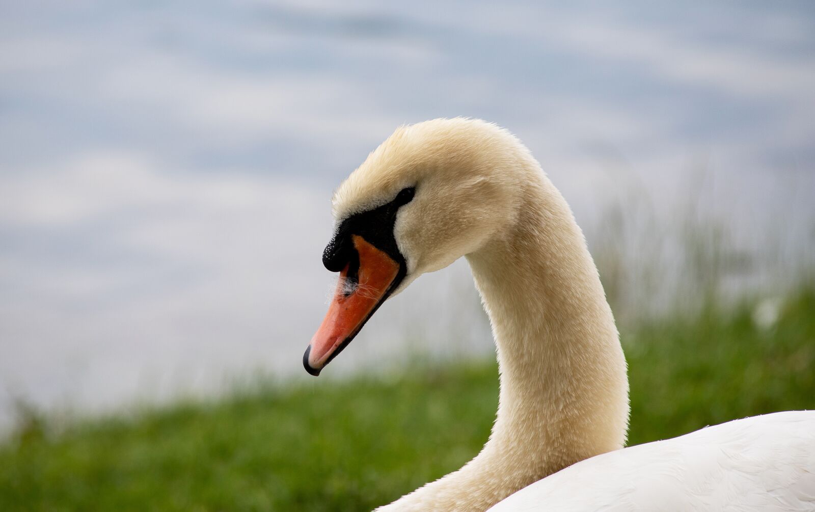 Canon EF 70-300mm F4-5.6 IS USM sample photo. Swan, bird, animal photography