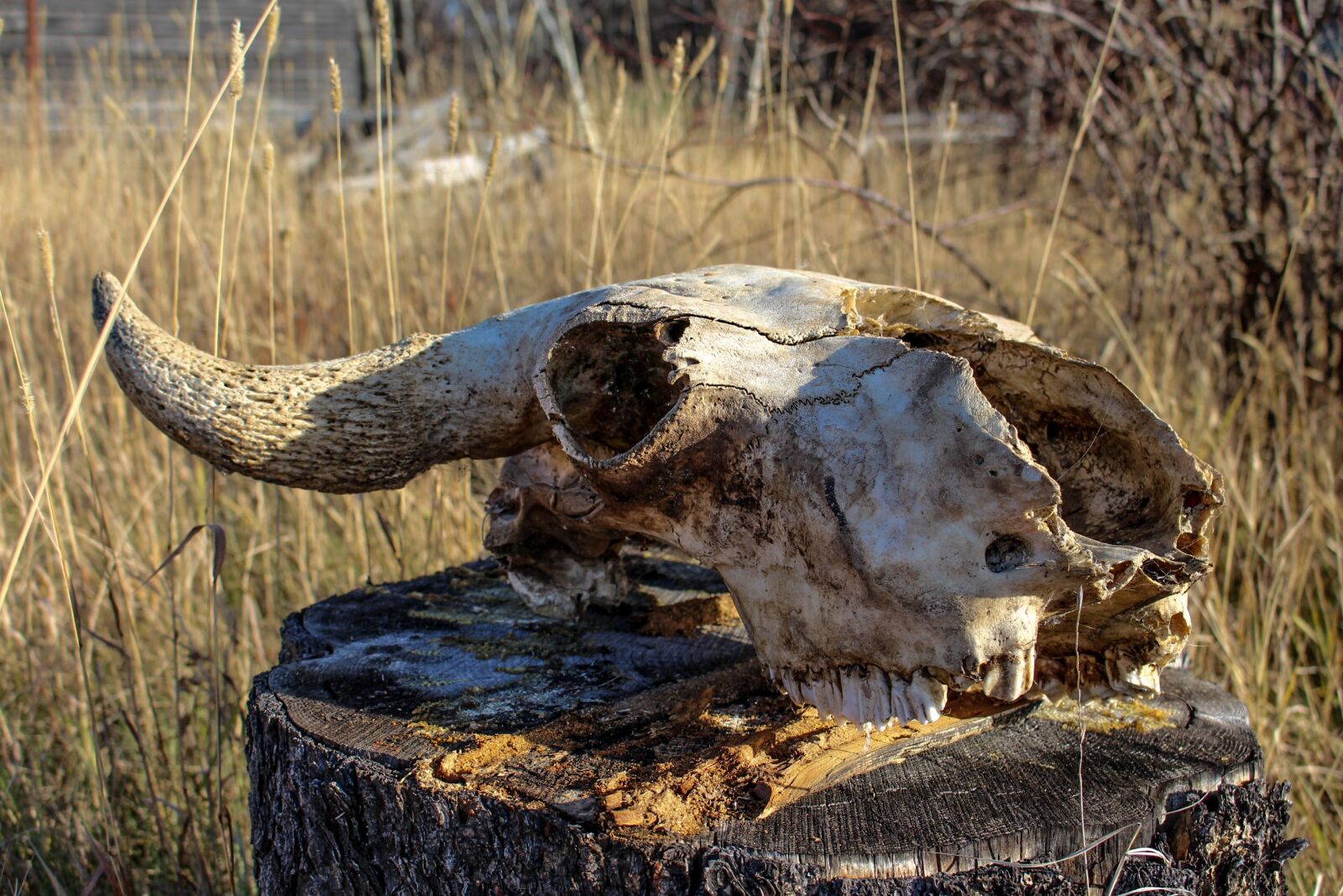 Canon EOS 700D (EOS Rebel T5i / EOS Kiss X7i) sample photo. Old, skull, cow photography
