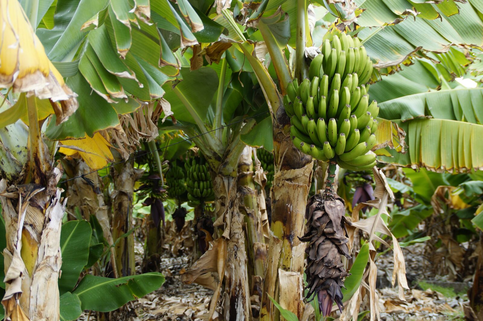 Sony SLT-A58 sample photo. Bananas, banana shrub, banana photography