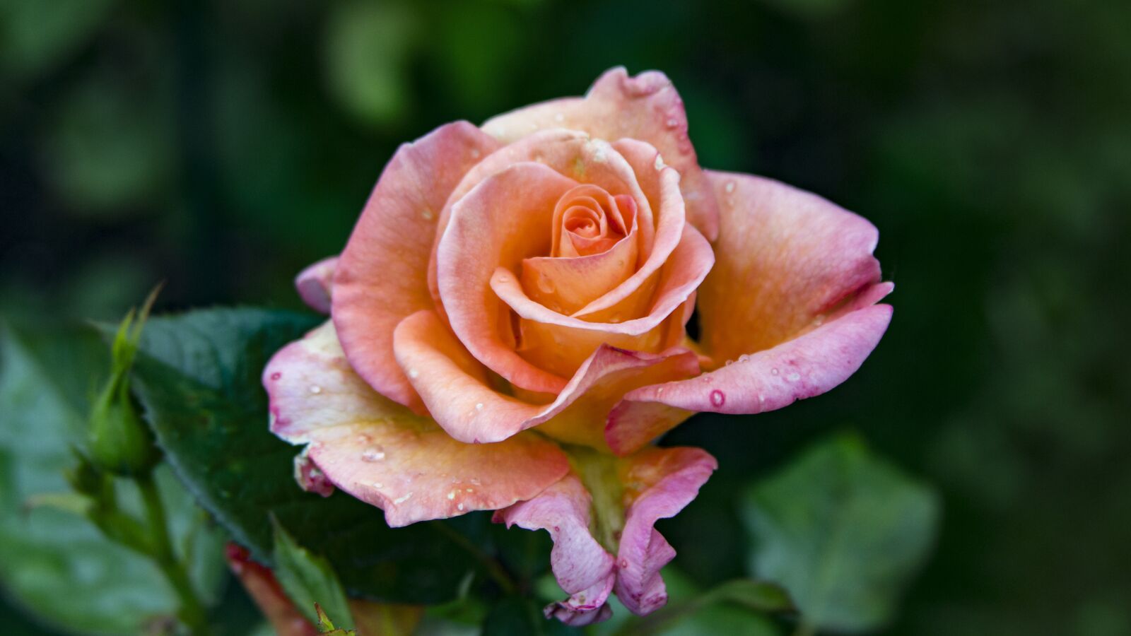 Canon EOS 600D (Rebel EOS T3i / EOS Kiss X5) + Canon EF 28-135mm F3.5-5.6 IS USM sample photo. Rose, rose bloom, floribunda photography
