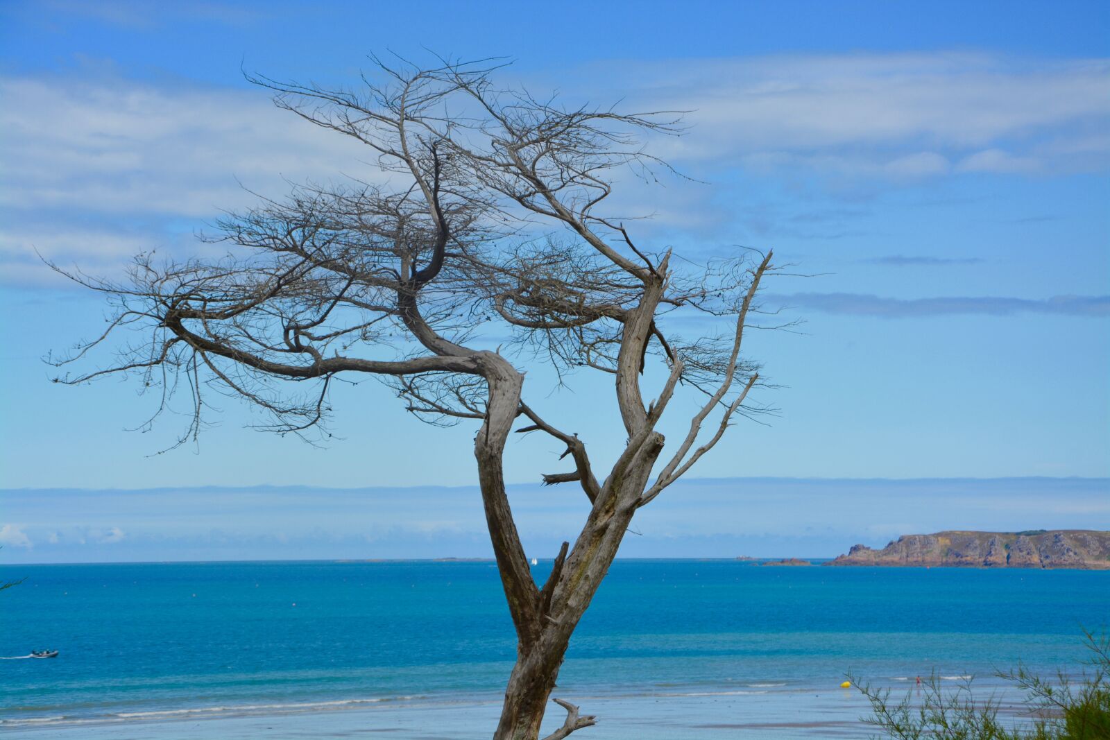 Nikon D5200 sample photo. Tree, dead tree, still photography