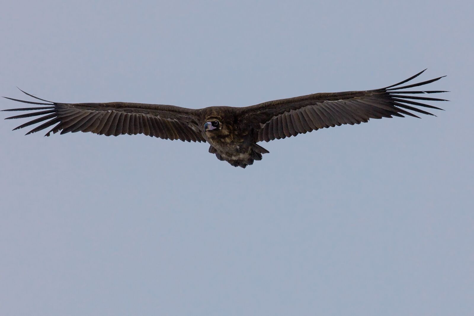 Canon EOS 5D Mark II sample photo. Bird, black vulture, flight photography