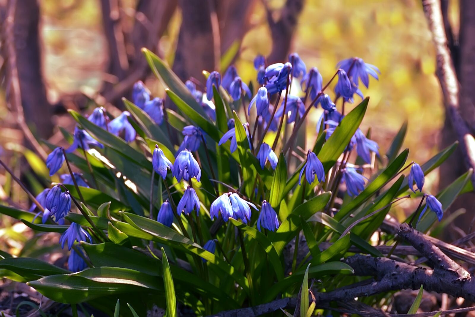 Nikon D3100 sample photo. Flower, nature, plant photography
