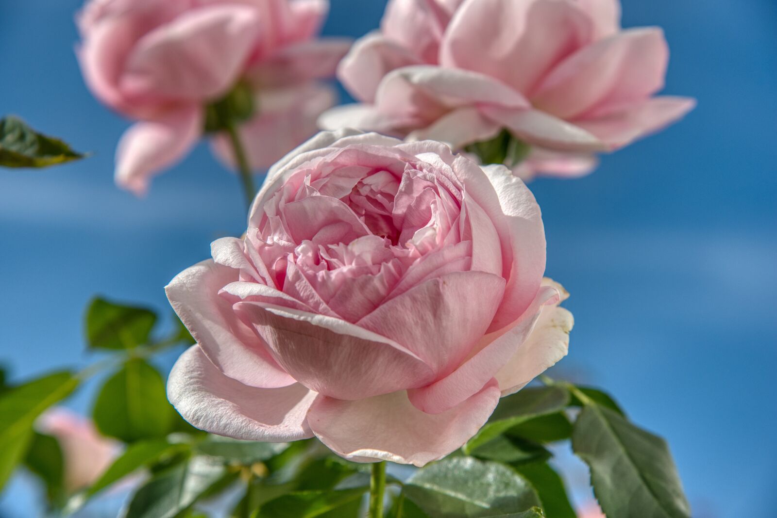 Nikon D750 sample photo. Roses, bush, blossoms photography