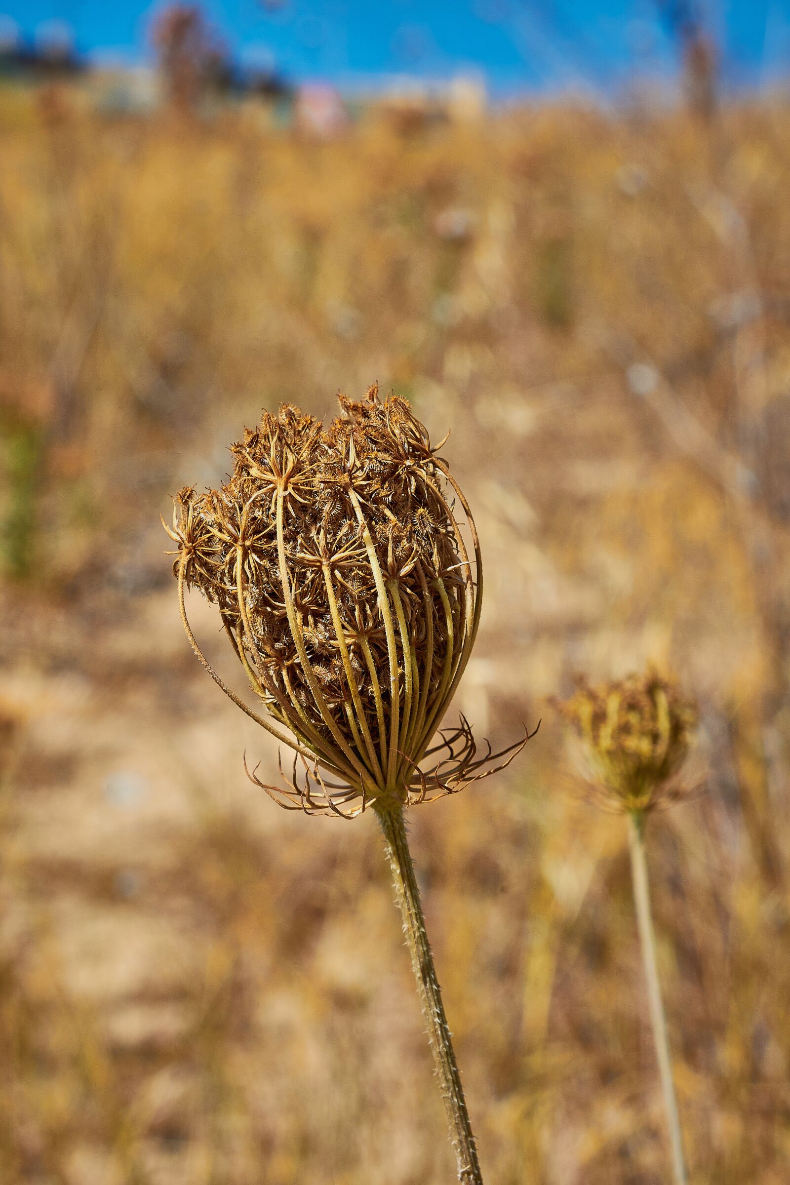 Nikon D7200 sample photo. Flower, thorns, thorny photography