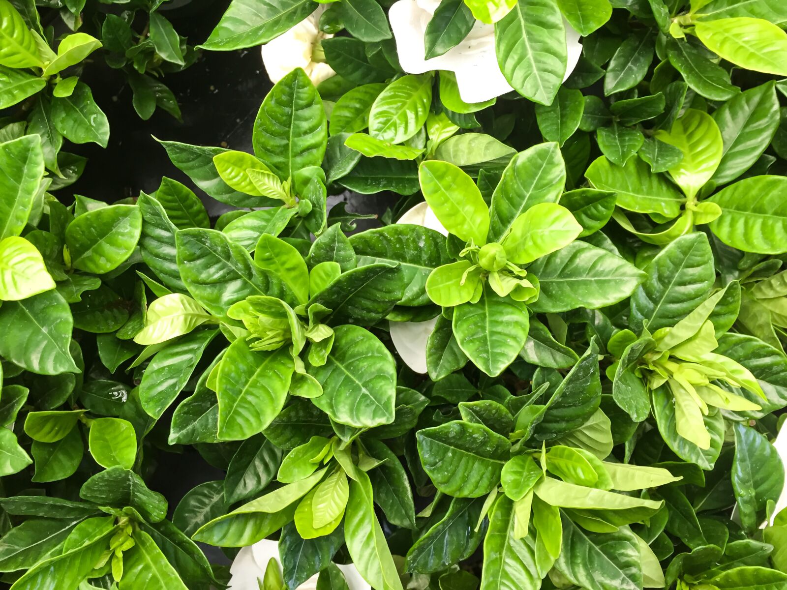 Apple iPhone 6 sample photo. Outdoors, environment, green photography