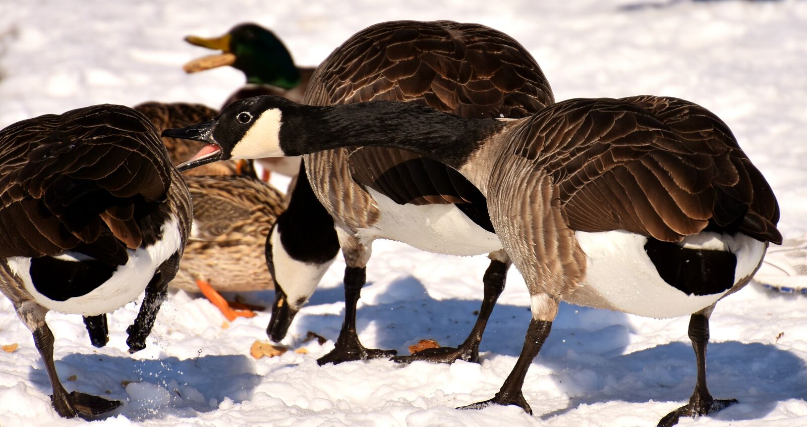 Nikon D7200 sample photo. Canada goose, wild goose photography
