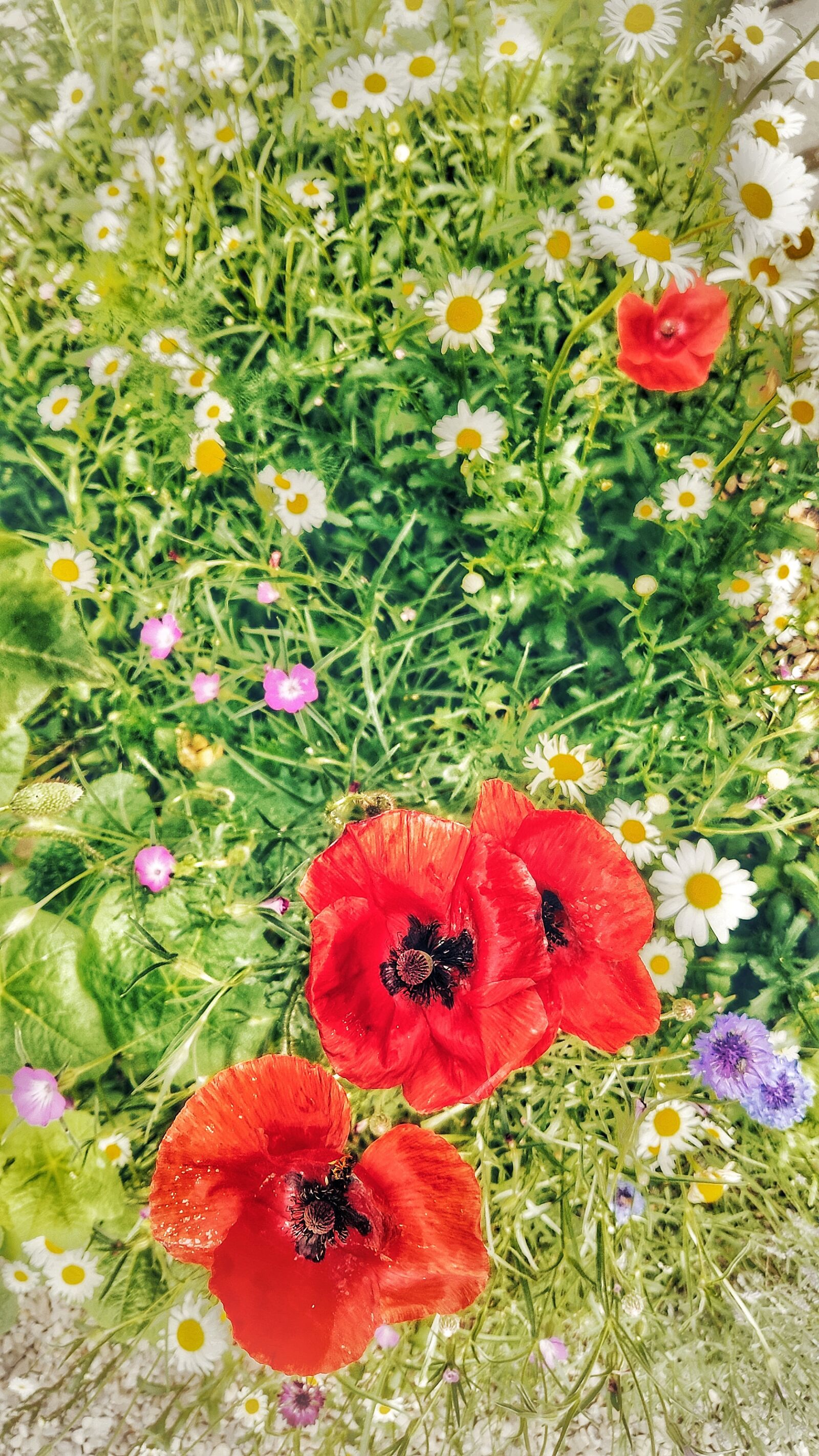 Xiaomi MI 9 sample photo. Flowers, multicolour, nature photography