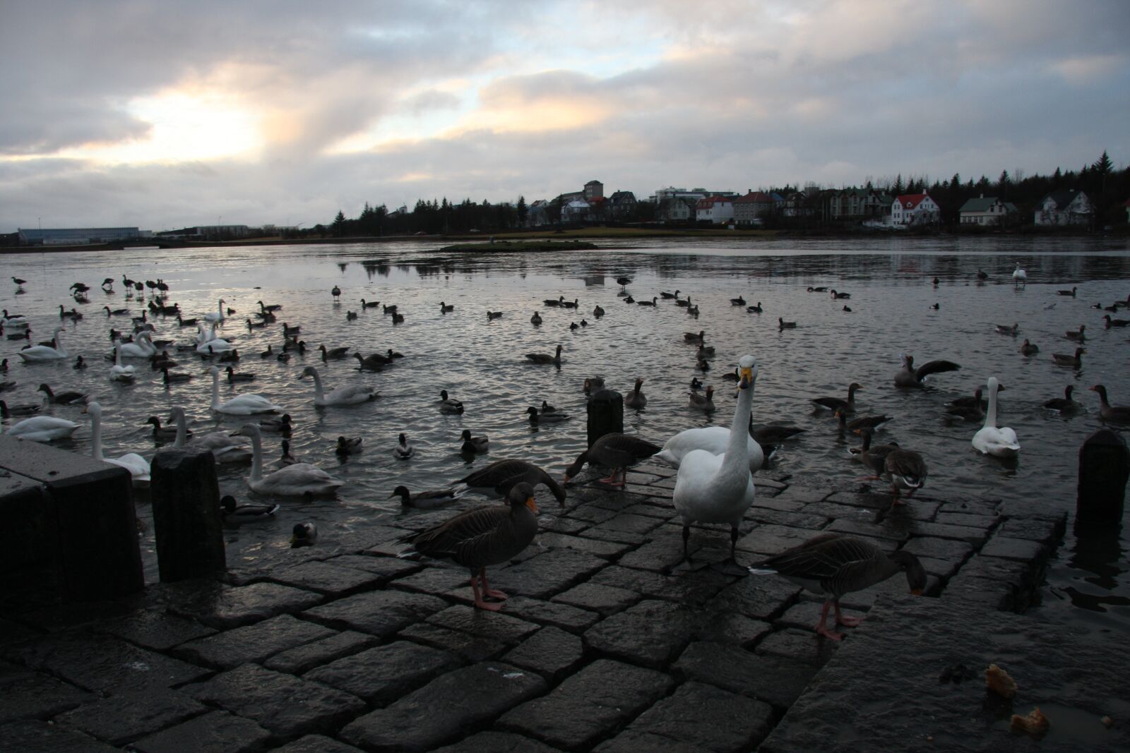 Canon EOS 40D sample photo. Iceland, beach, water photography
