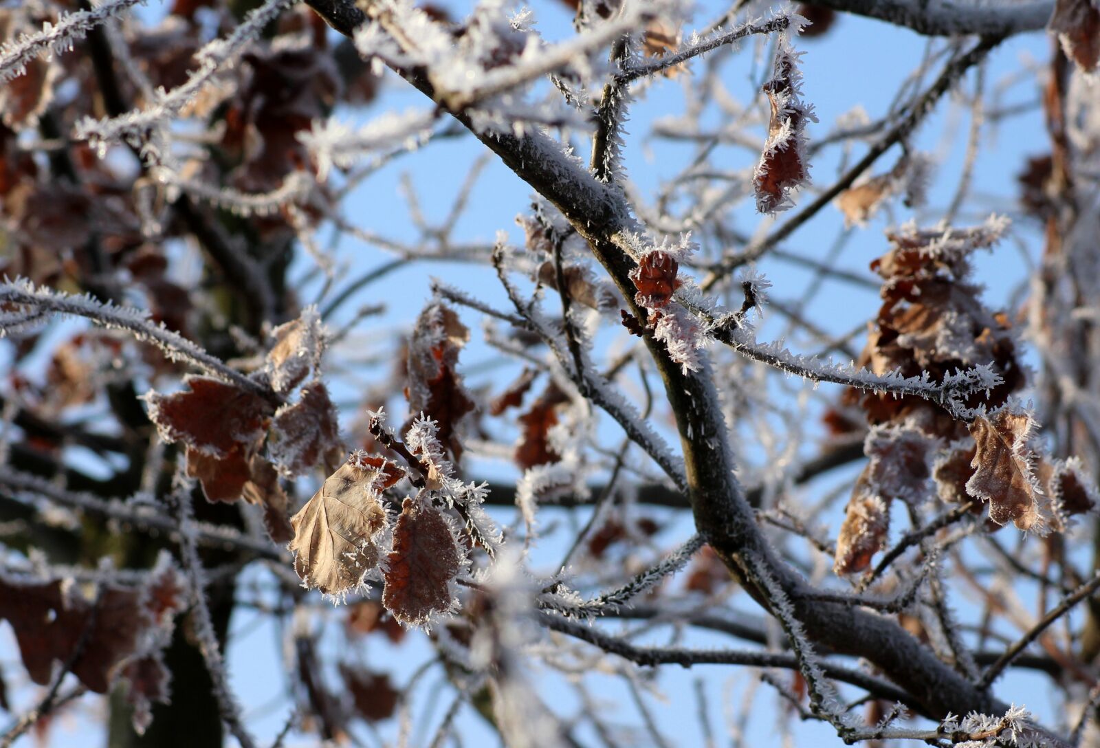 Canon EOS 1200D (EOS Rebel T5 / EOS Kiss X70 / EOS Hi) sample photo. Tree, oak, winter photography