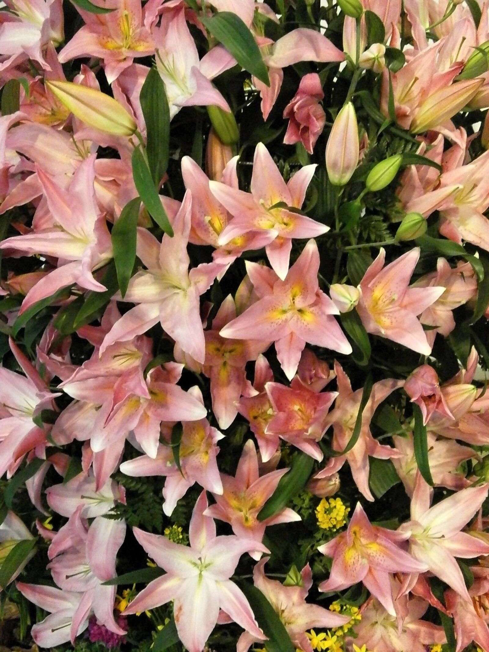 Olympus VG110,D700 sample photo. Flowers, texture, lily photography