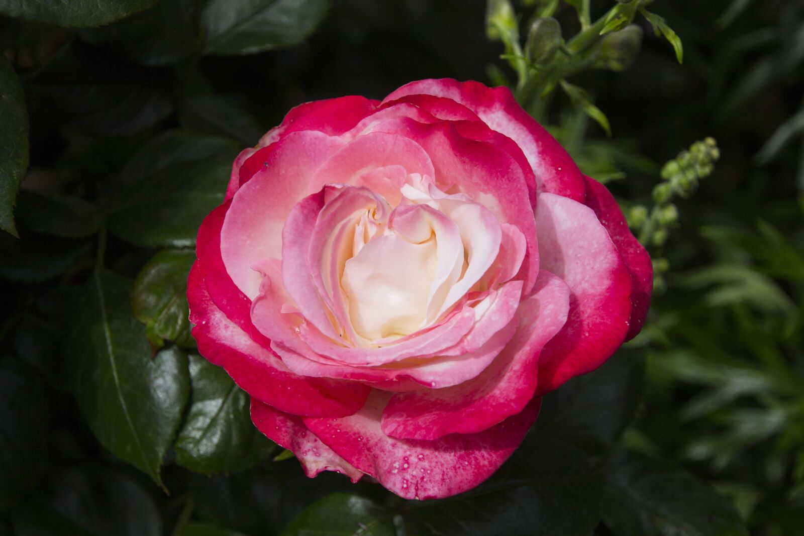 Canon EOS 60D sample photo. Rose, flower, blossom photography