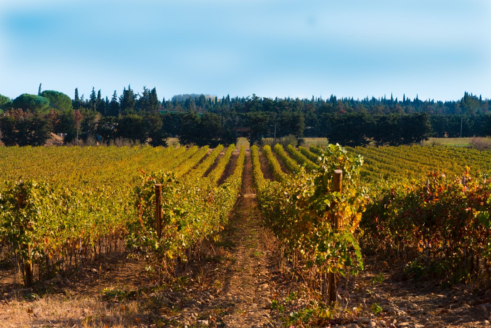 Nikon D750 sample photo. Vines, fall, vineyard photography