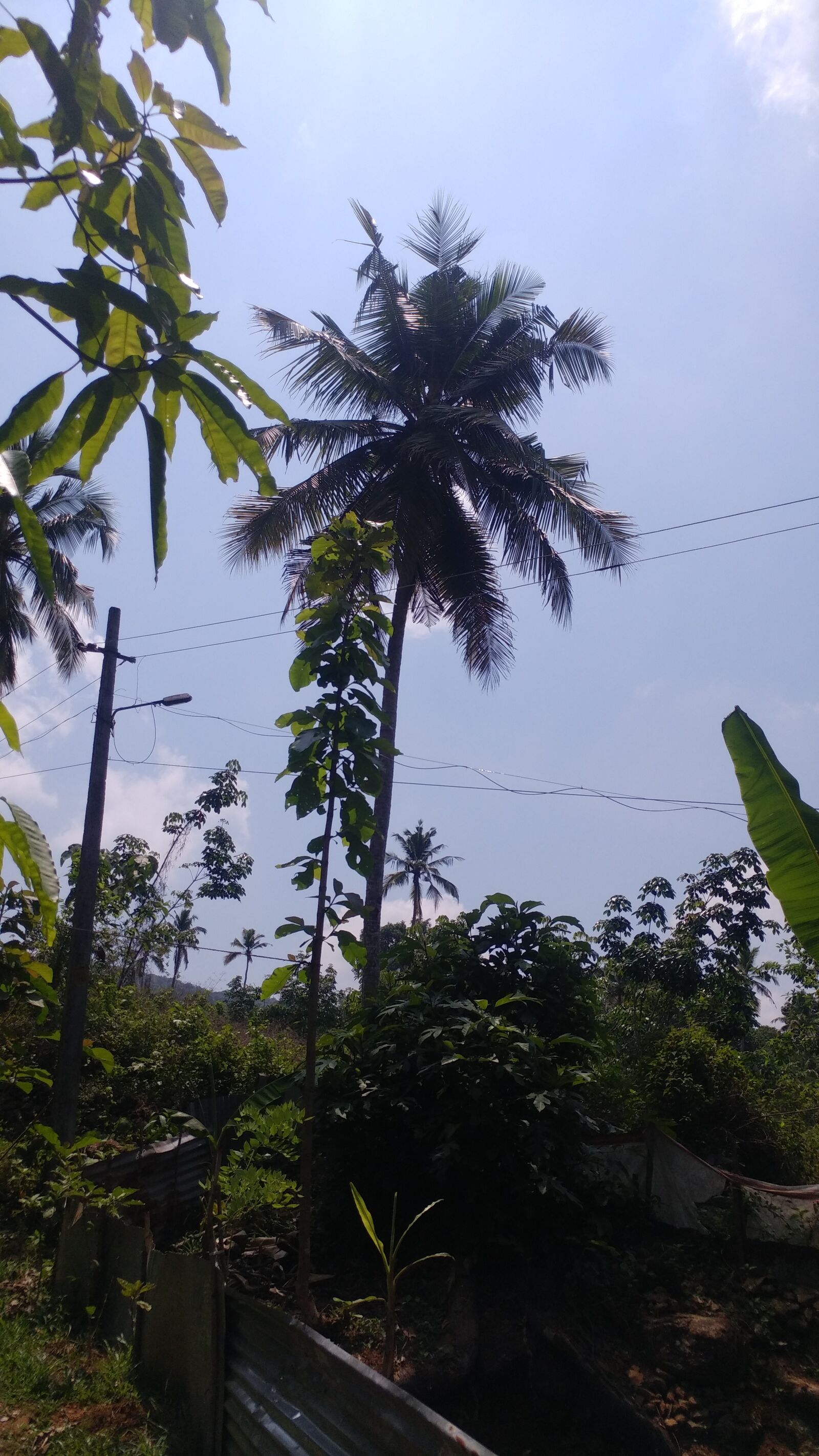 LG G5 SE sample photo. Nature, palm tree, clear photography