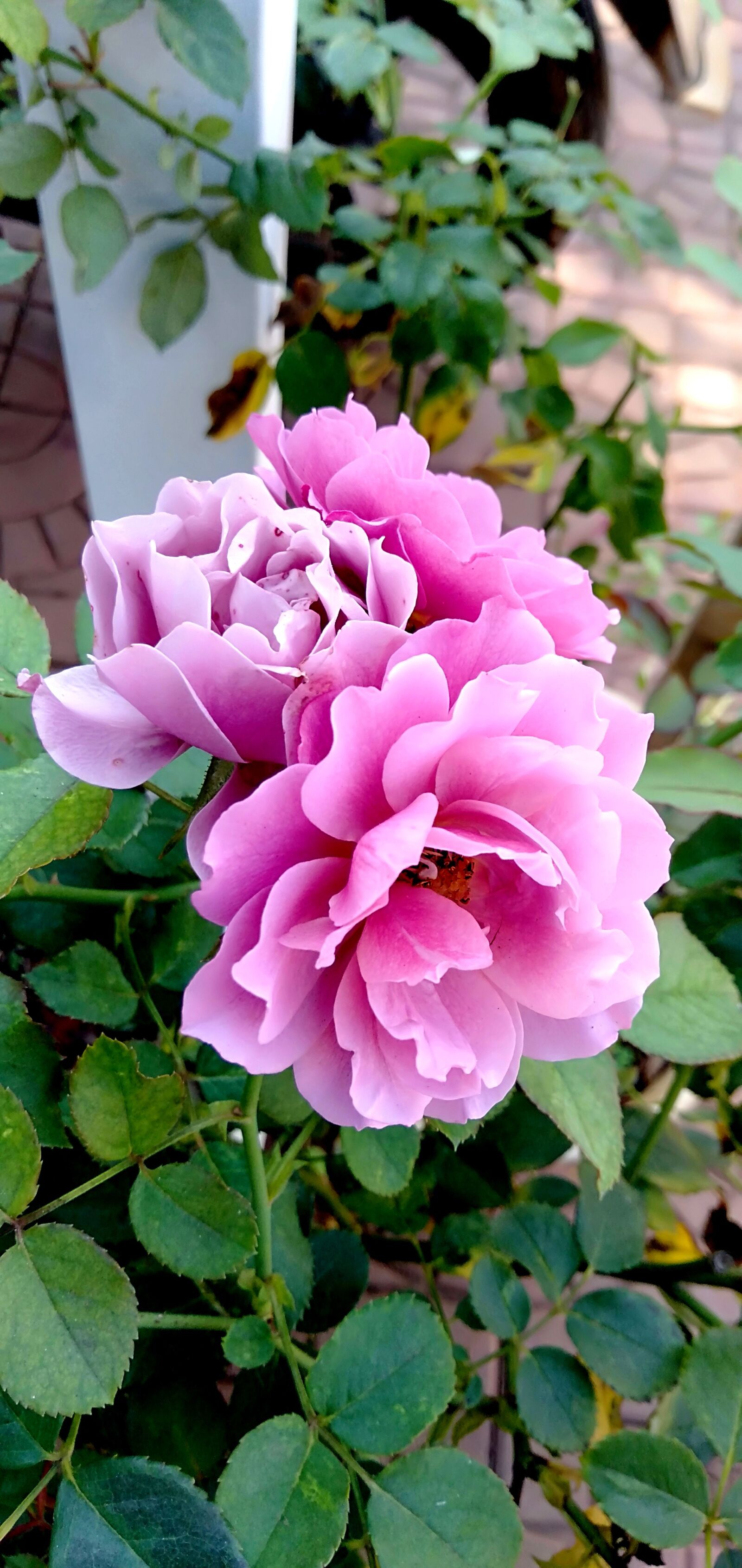 OPPO A3S sample photo. Roses, blooms, beautiful flowers photography