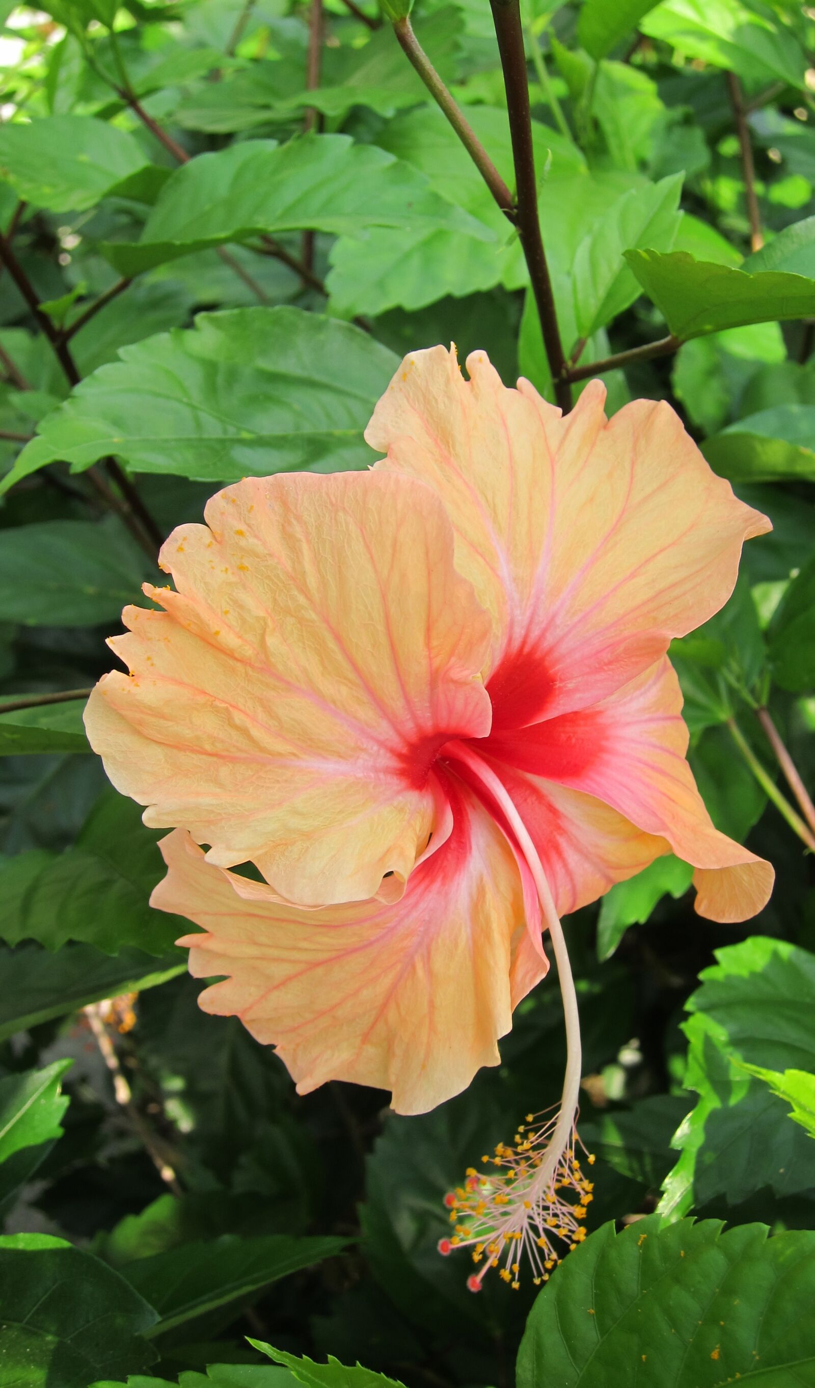 Canon PowerShot S95 sample photo. Hibiscus, flower, blossom photography