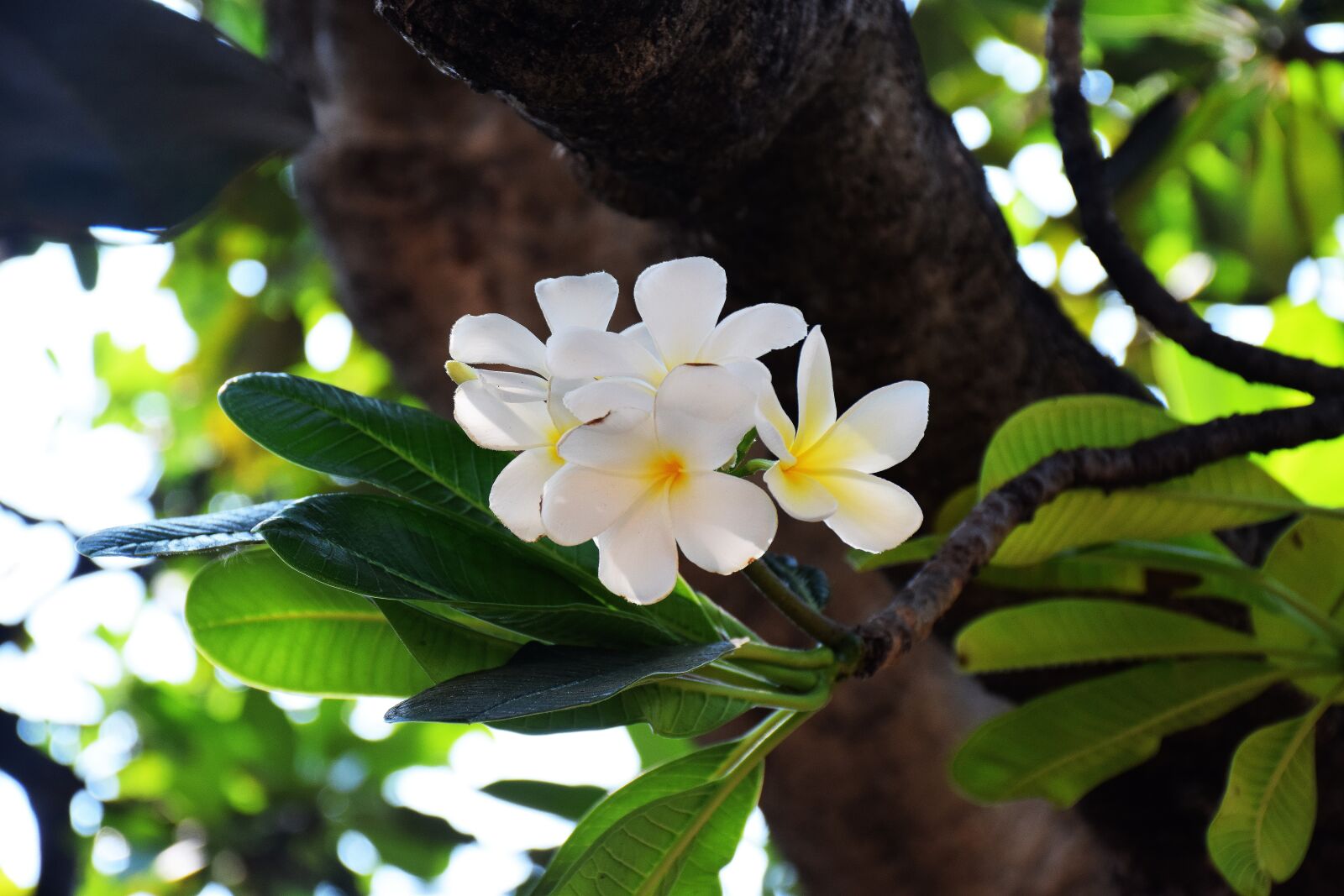 Nikon D5300 sample photo. Flowers, green, nature photography