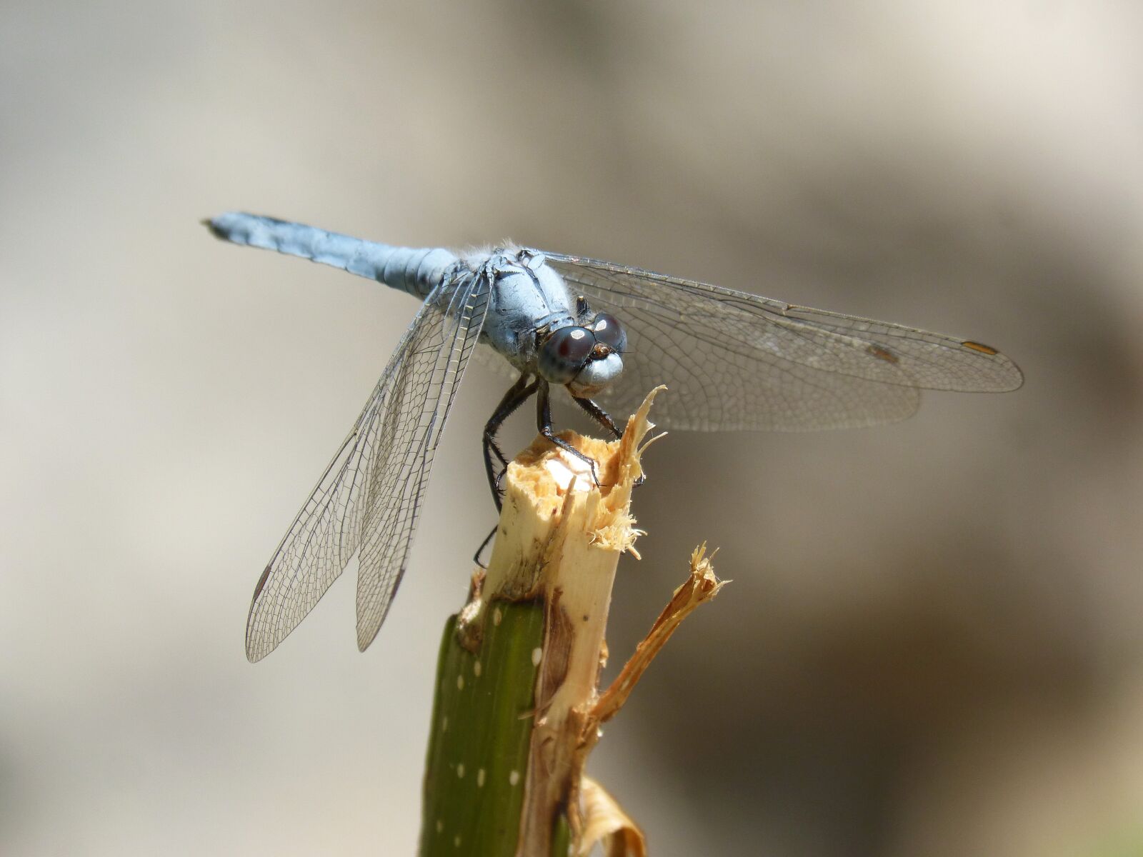Panasonic DMC-FZ62 sample photo. Blue dragonfly, branch, wetland photography