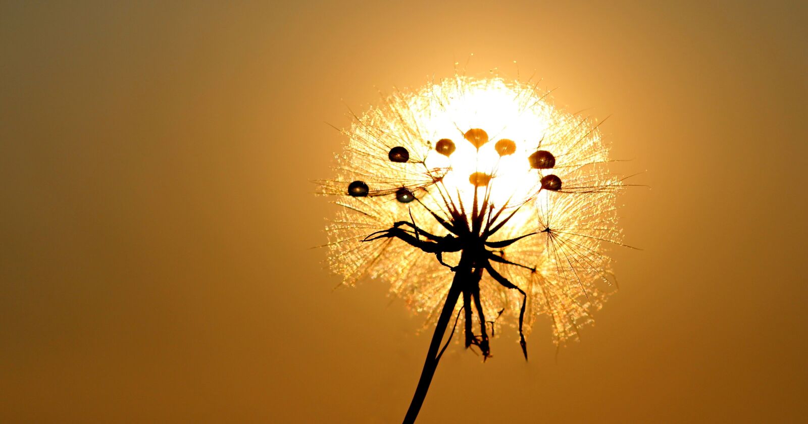Canon EOS 700D (EOS Rebel T5i / EOS Kiss X7i) + Canon EF 85mm F1.8 USM sample photo. Dandelion, sun, dew photography
