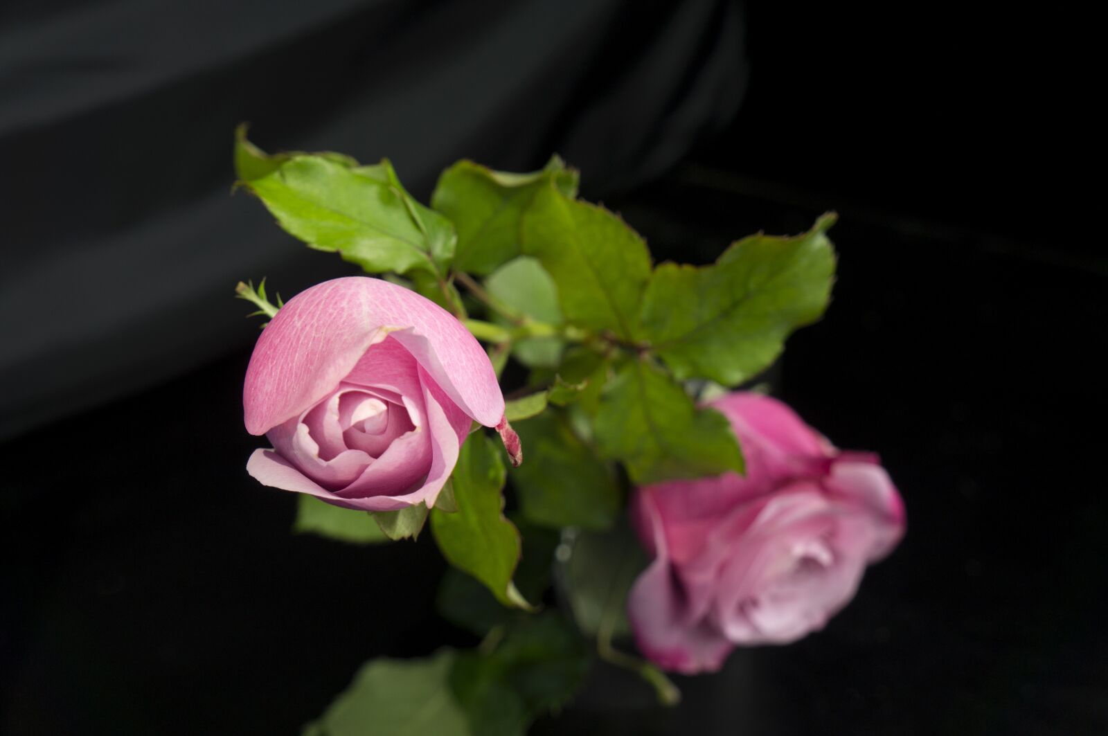 Sony Alpha NEX-F3 + Sony E 18-55mm F3.5-5.6 OSS sample photo. Emotion, natural, roses photography