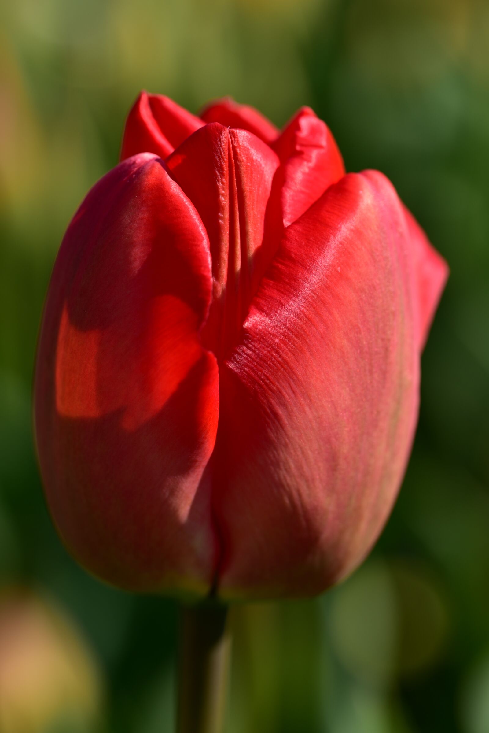 Nikon D750 sample photo. Tulip, red, spring photography