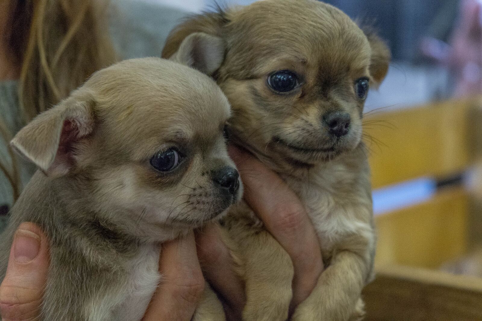 Fujifilm X-A2 + Fujifilm XC 16-50mm F3.5-5.6 OIS II sample photo. Dogs, puppies, exhibition photography
