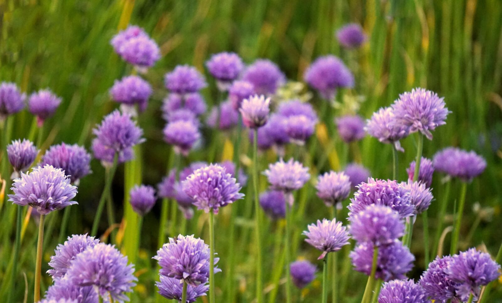 Sony Alpha a5000 (ILCE 5000) + Sony E 55-210mm F4.5-6.3 OSS sample photo. Chives, blossom, bloom photography