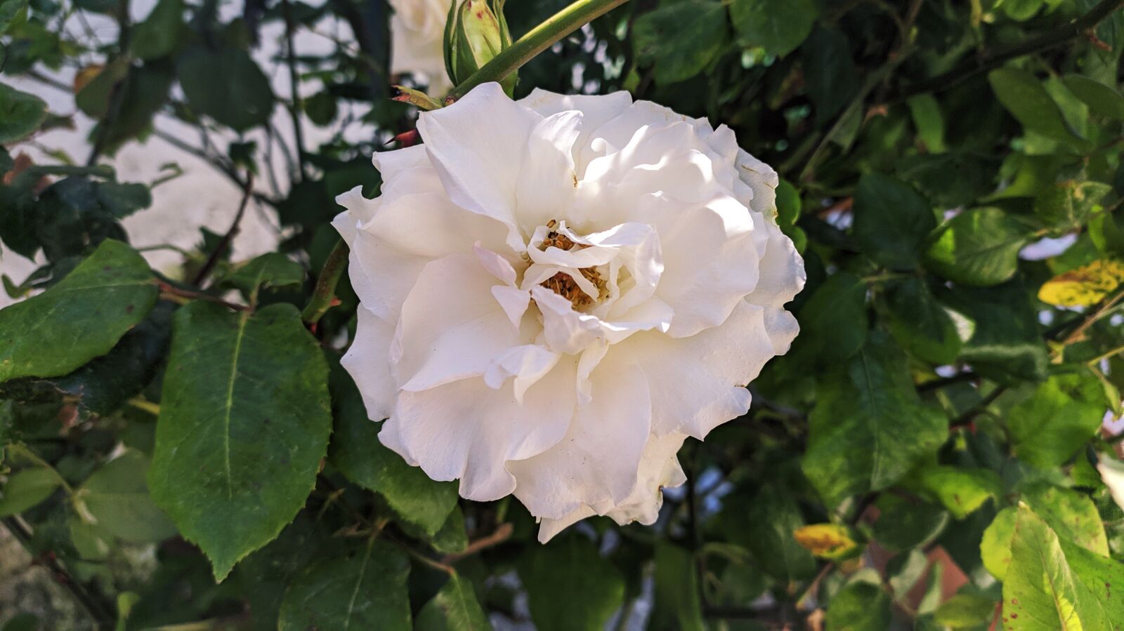 Xiaomi Redmi Note 8 sample photo. Flower, nature, plant photography