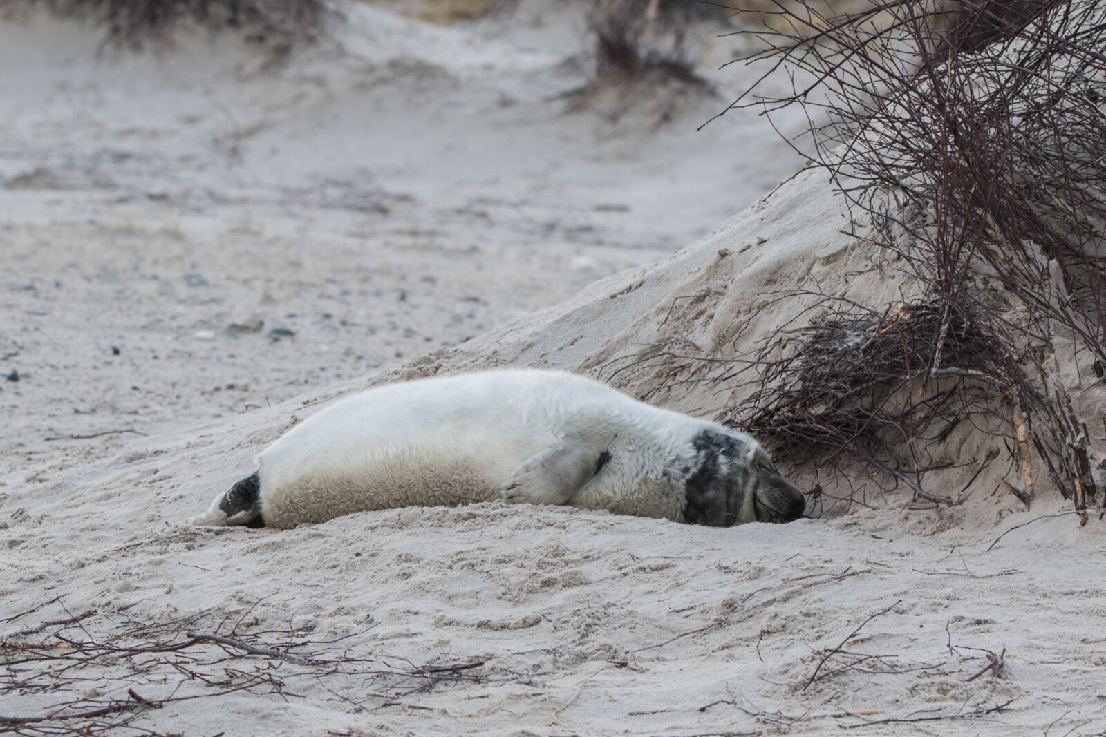 Canon EOS 70D + 150-600mm F5-6.3 DG OS HSM | Contemporary 015 sample photo. Robbe, grey seal, helgoland photography