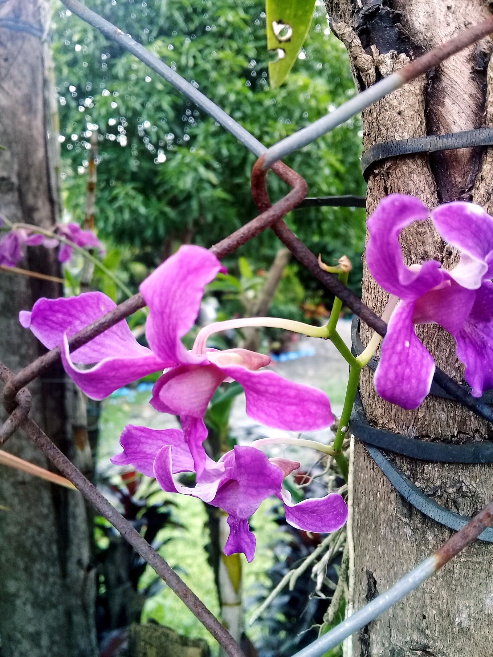 Samsung Galaxy J2 Prime sample photo. Orchids photography