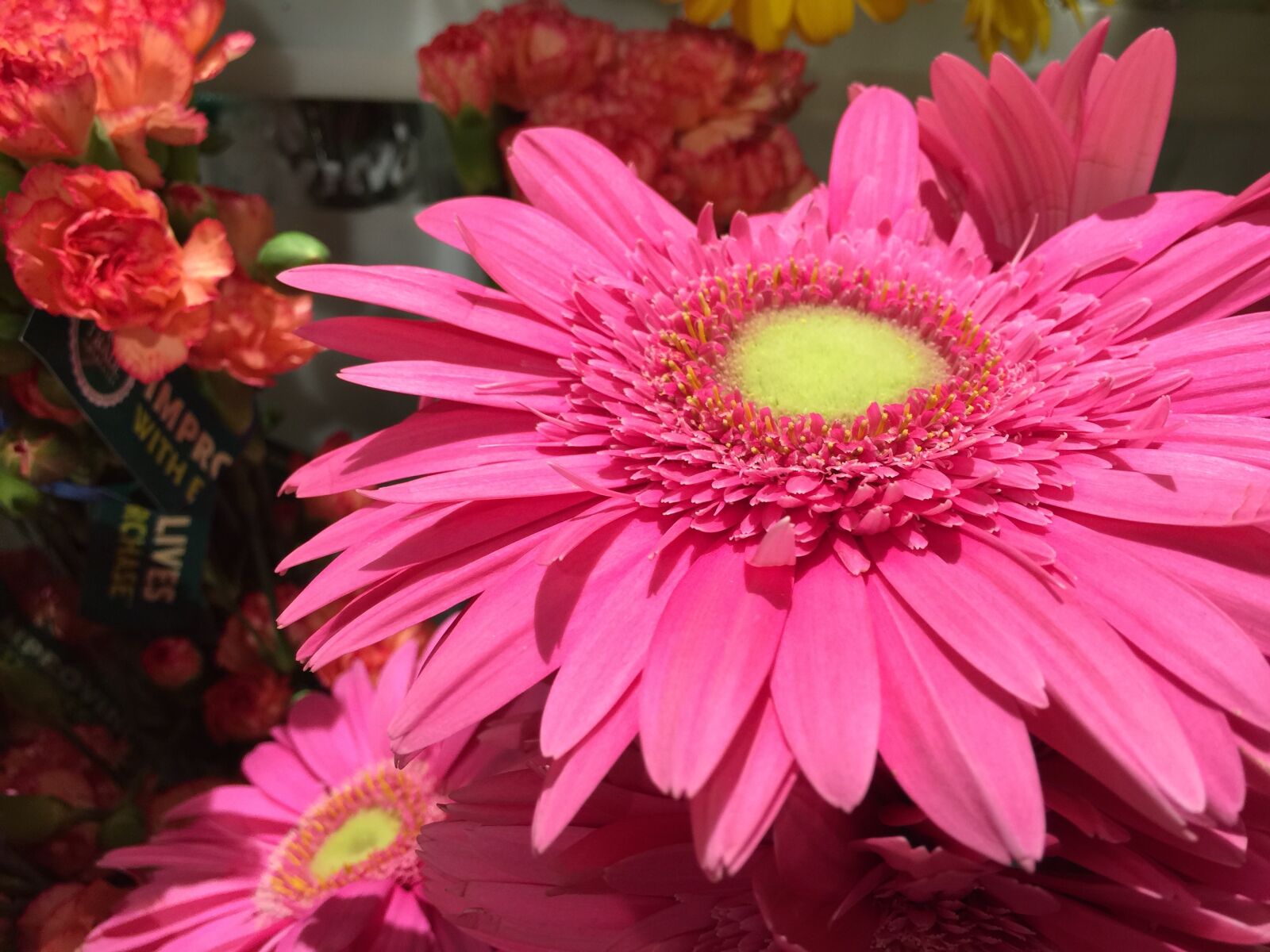 iPhone 6 Plus back camera 4.15mm f/2.2 sample photo. Gerber daisy, daisy, flower photography