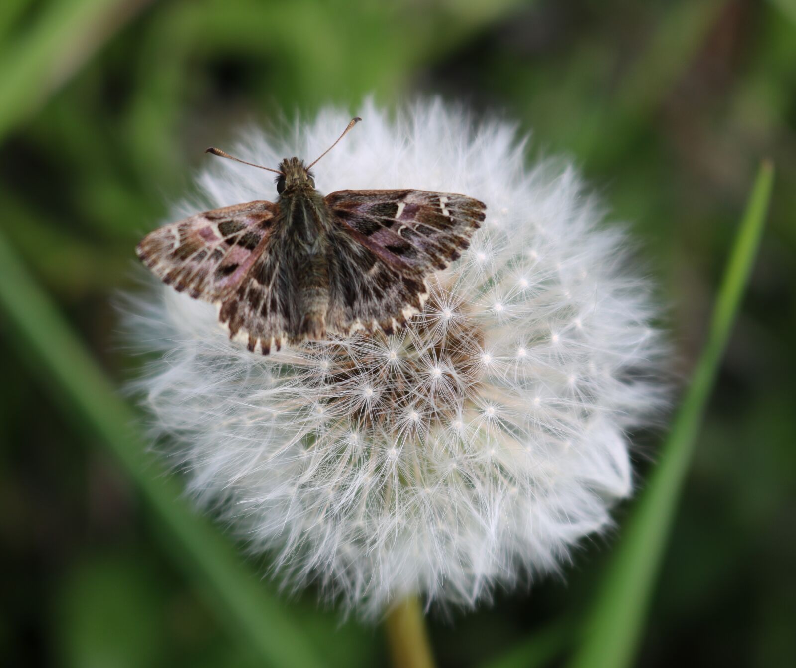 Canon EOS 750D (EOS Rebel T6i / EOS Kiss X8i) sample photo. Taraxacum, dandelion, seed head photography
