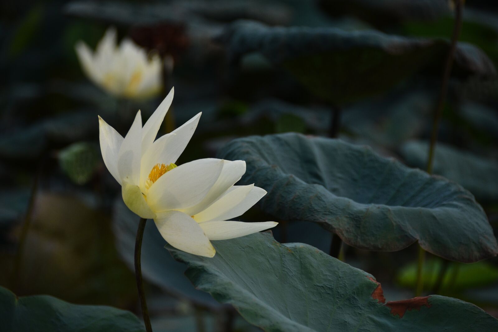 Nikon D7200 sample photo. Lotus, flower, lagoon photography