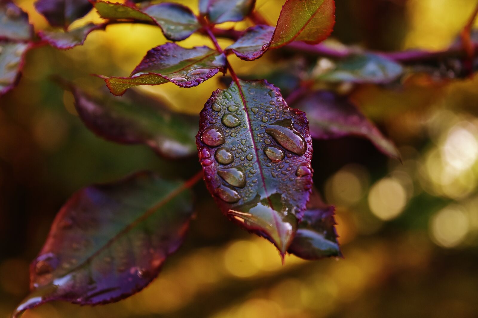 Nikon D7200 sample photo. Rosenblatt, drip, raindrop photography