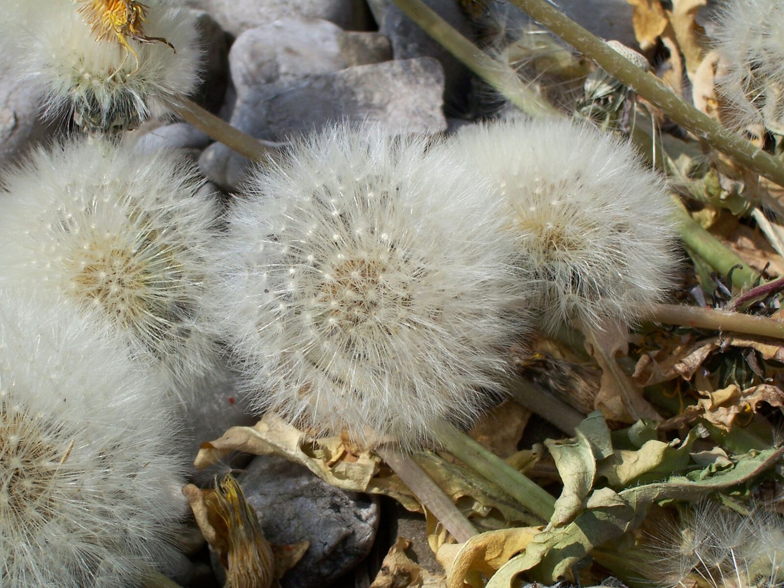 Kodak DX7440 ZOOM DIGITAL CAMERA sample photo. Flower, faded, withered dandelion photography