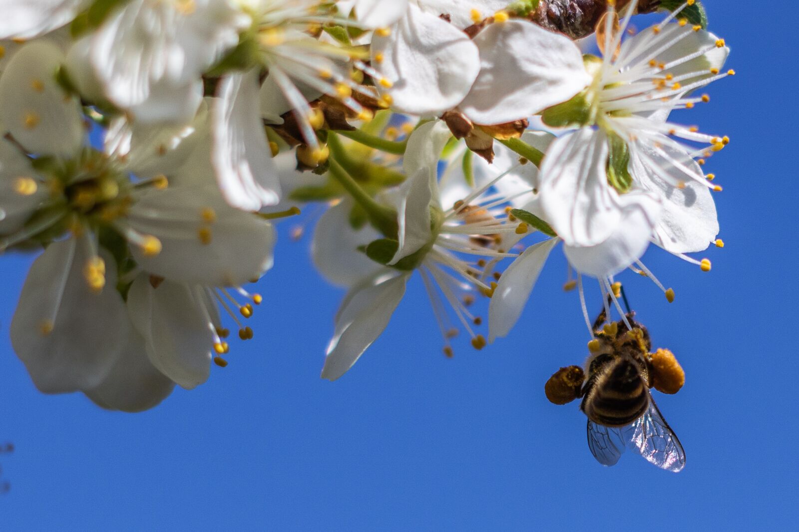 YN50mm f/1.8 II sample photo. Bee, flower, wood photography
