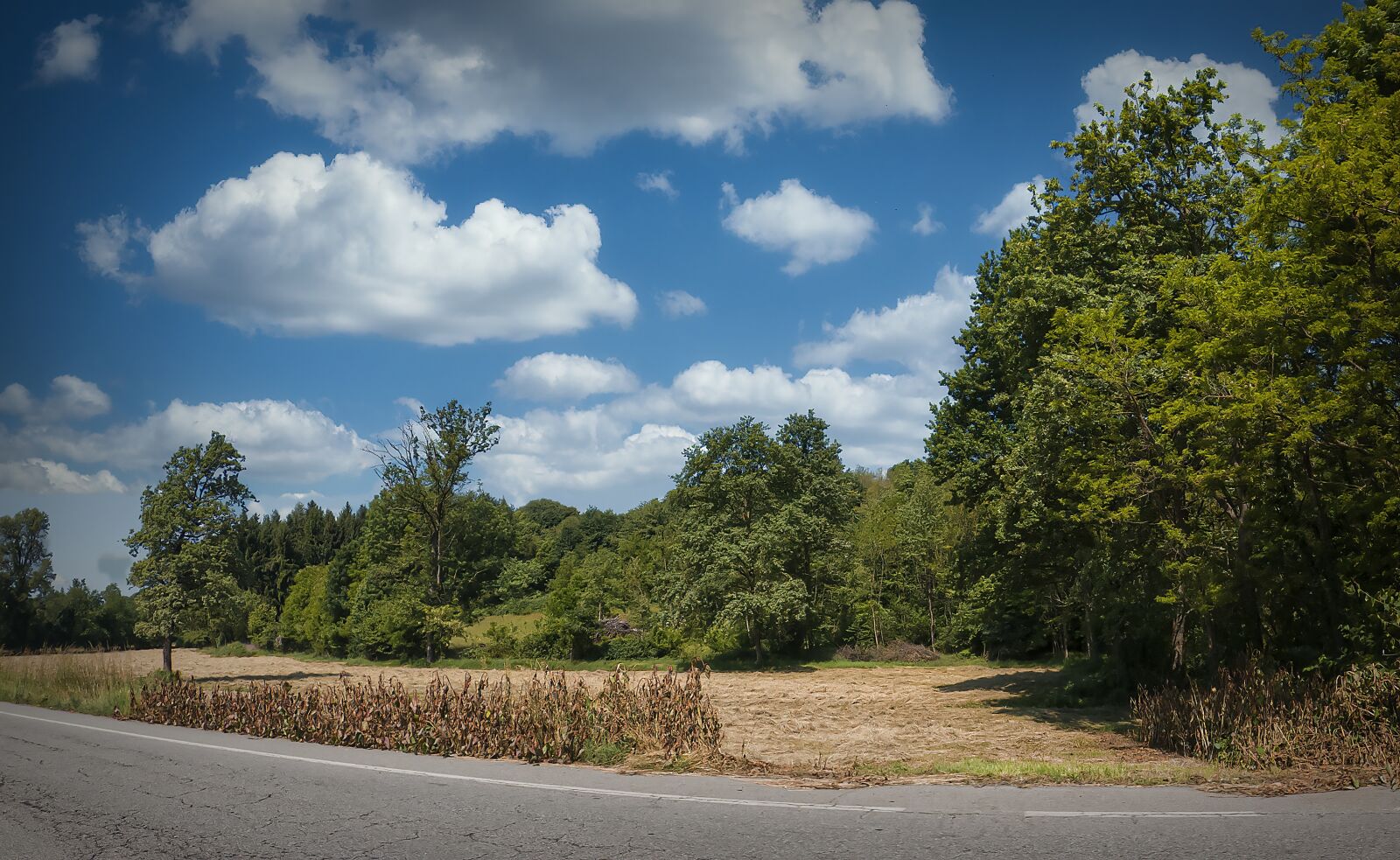 GoPro Hero8 Black sample photo. Trees, road, nature photography