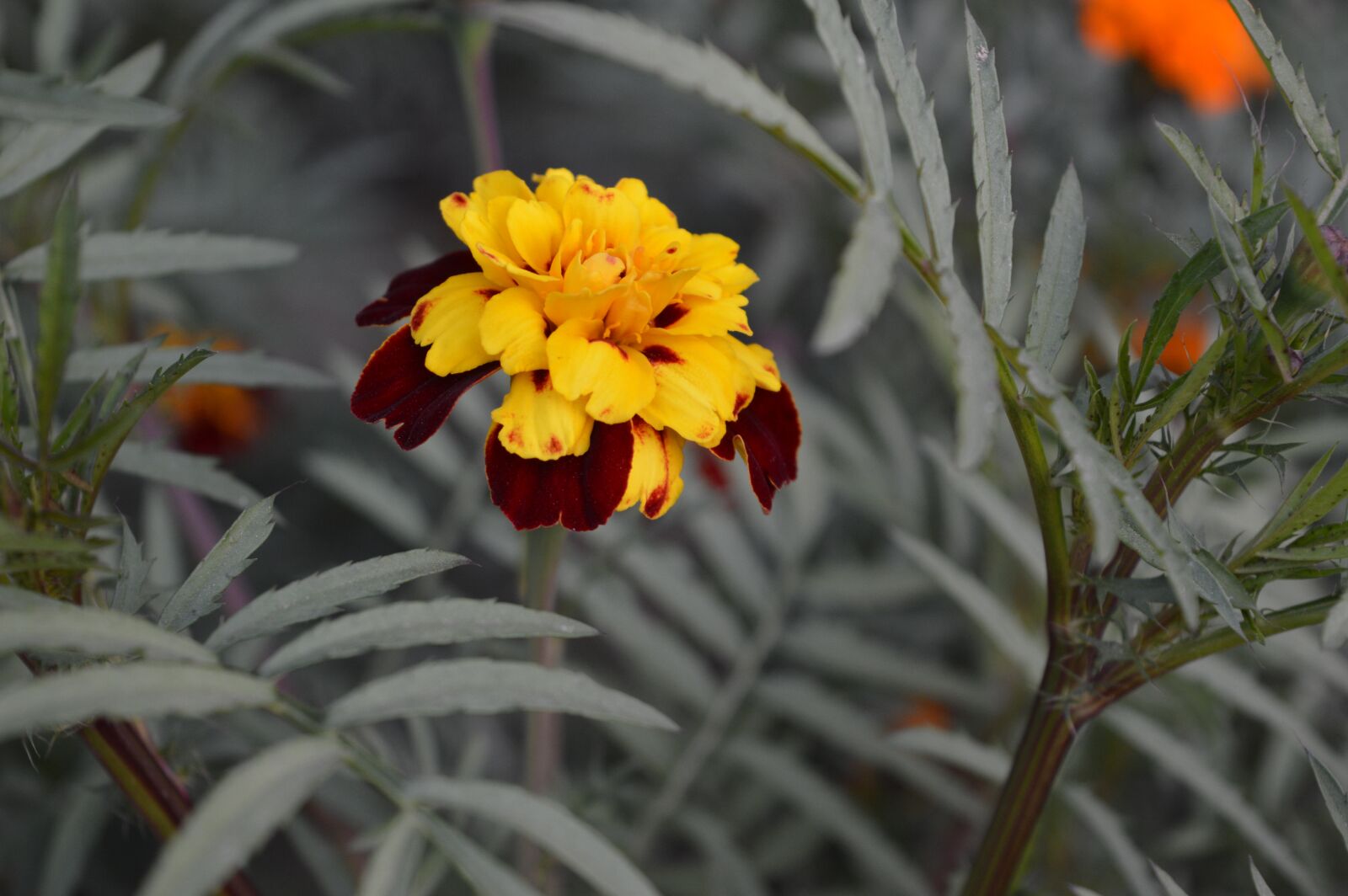 Nikon D3200 sample photo. Flower, nature, garden photography